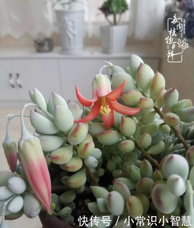 我是多肉飘窗党,我来晚了!我是多肉飘窗党,我来晚了!