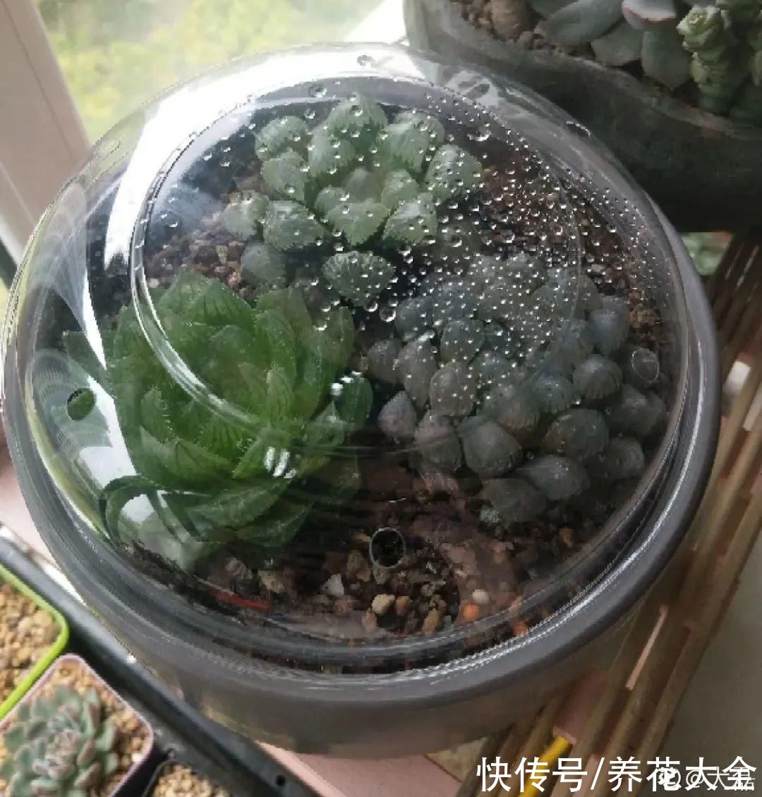 10种“怕晒花”，越晒死越快，半阴地儿反倒长得旺