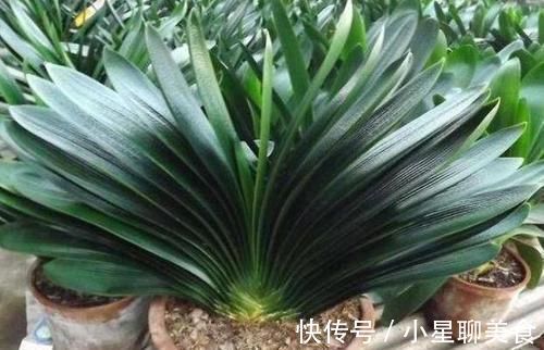 草本植物|盆栽花草该如何正确浇水掌握3点诀窍,不用怕浇一盆死一盆