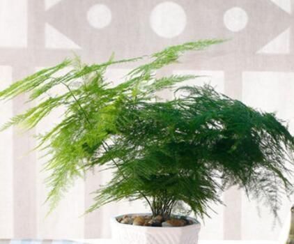 厨房里的“小东西”,拿来养文竹,比绿萝长得快,分分钟成盆景