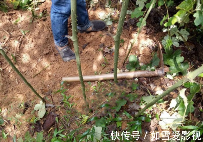 大块头|山里若有这种“大块头”，请你多拿几个麻袋去装，有价值