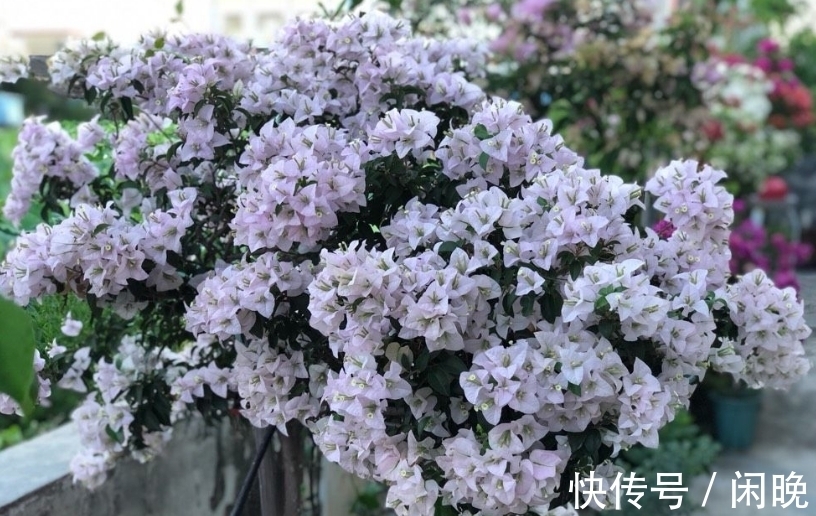 五种便宜花，越老越值钱，六年就成桩，身价翻番，可当“传家宝”