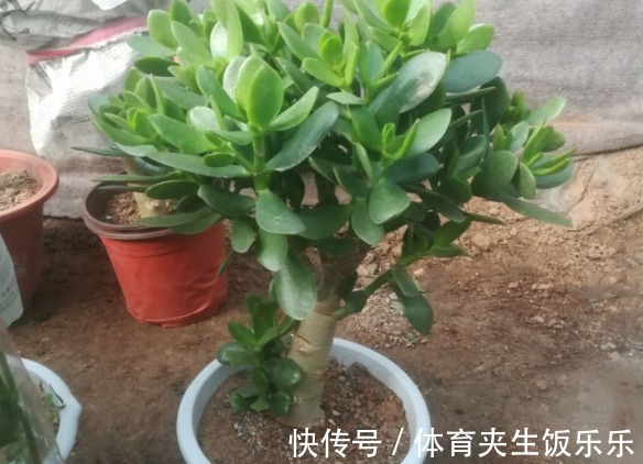 玉树如何修剪？轻松2步，养成枝繁叶茂的小树、枝壮叶绿又开花