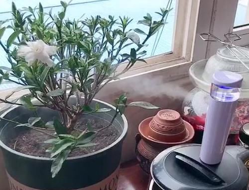 这5样“小药丸”不值钱，过期了却仍能磨粉养花，好处多多