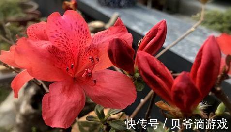 杜鹃花怎么养,杜鹃花的养殖方法和注意事项