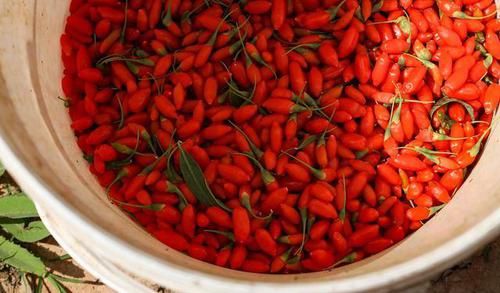 警惕：枸杞子有3大副作用。不要不當(dāng)回事