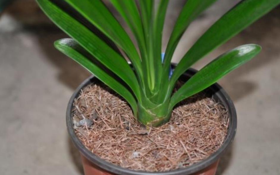 杀菌|山上收集回来松针土，别直接拿来养花，先要简单处理