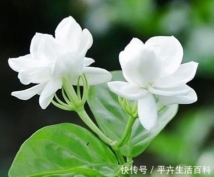 养好茉莉花,4个步骤缺一不可,花开满盆,一茬接一茬
