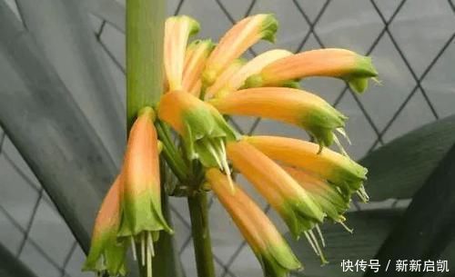 婆婆在家种了10年君子兰,没想根茎比我手臂还粗开花开得好奇怪