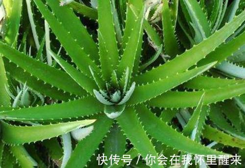 植物|为什么有钱人家里都养这3种植物旺财又旺人,幸好知道早了