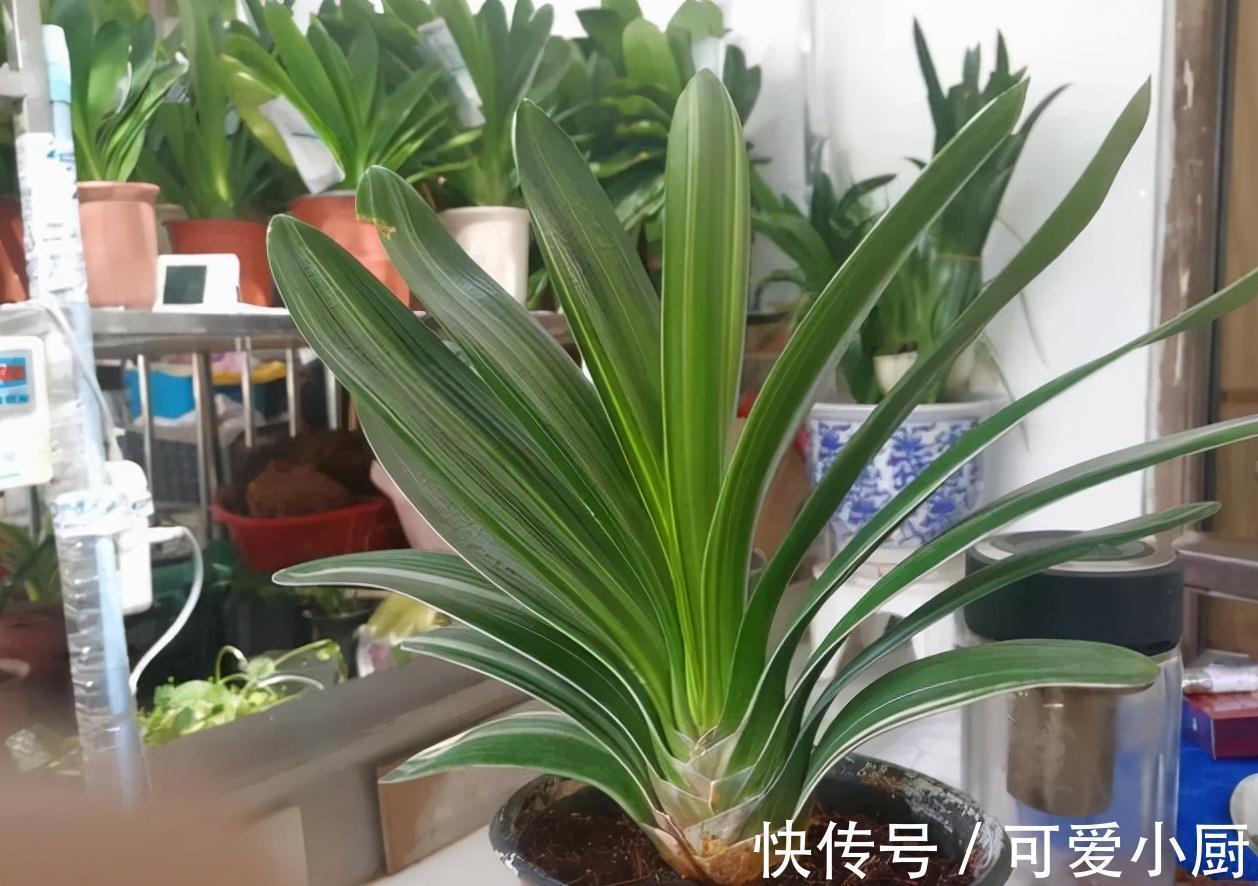 君子兰爱烂根,学会4点,快速生根,叶片翠绿挺拔