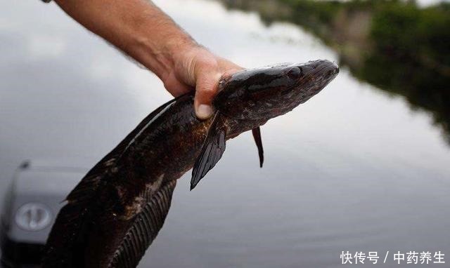 野钓碰到甲鱼、黑鱼别着急,手竿照样盘它!