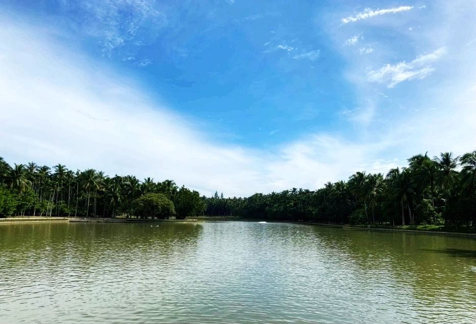 热带经济|美丽的植物园，独特的植物景观——游兴隆热带植物园