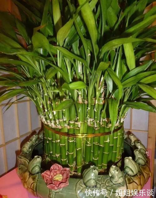 浇水|17种适合生长在弱光处的室内植物,可以摆放在家里的任何角落