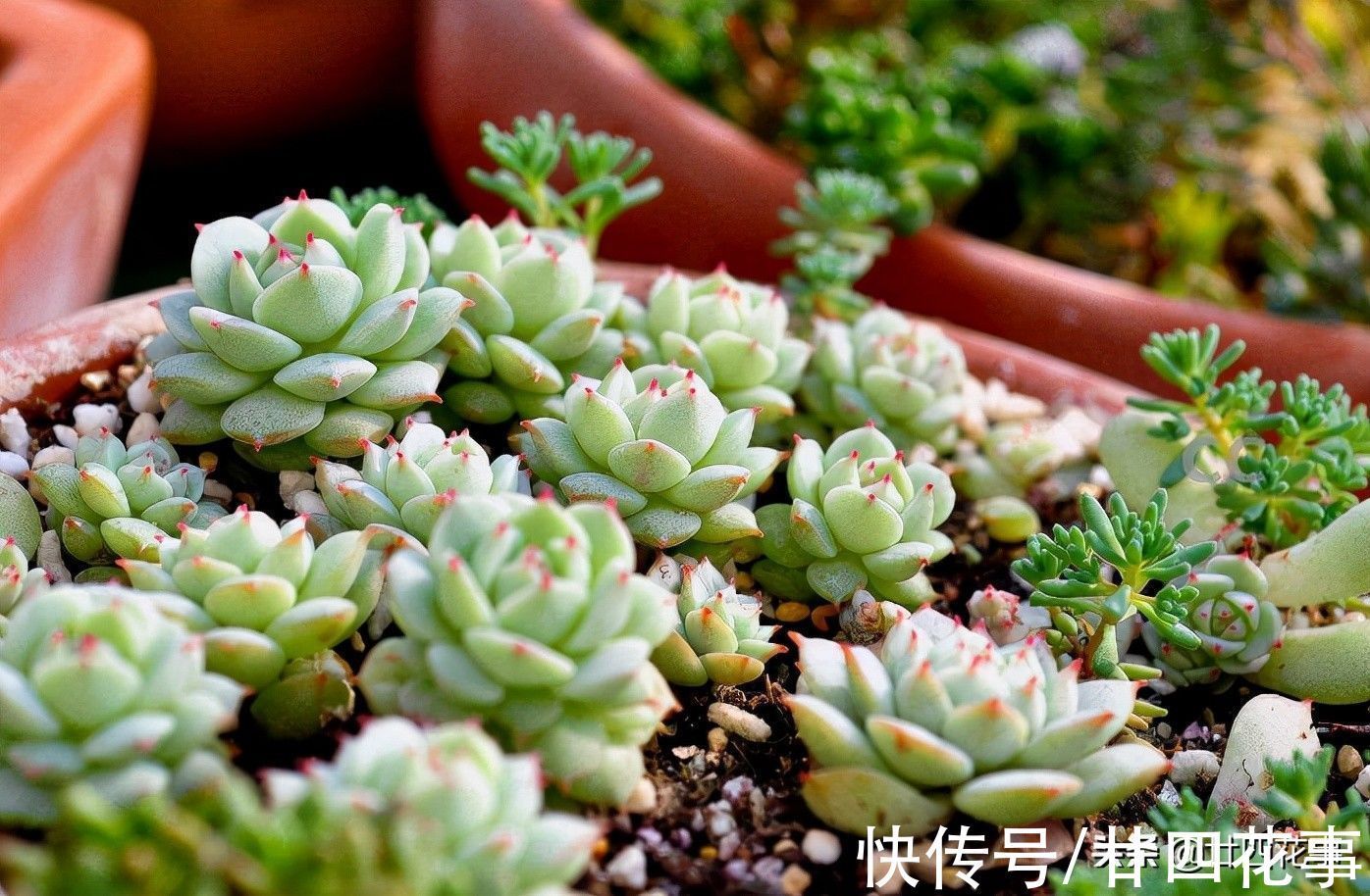 劳尔劳尔|9种多肉不耐寒,寒潮来临,除了要提前保暖外,还要控水避风