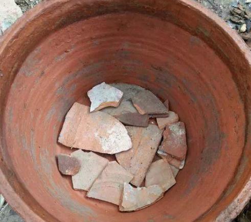 君子兰烂根,两招帮你救活,15天发根生机勃勃