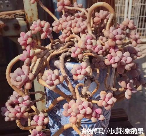 杂交品种|20款高贵梦幻紫色多肉,养一盆“紫气东来”,总有一款是你喜欢的