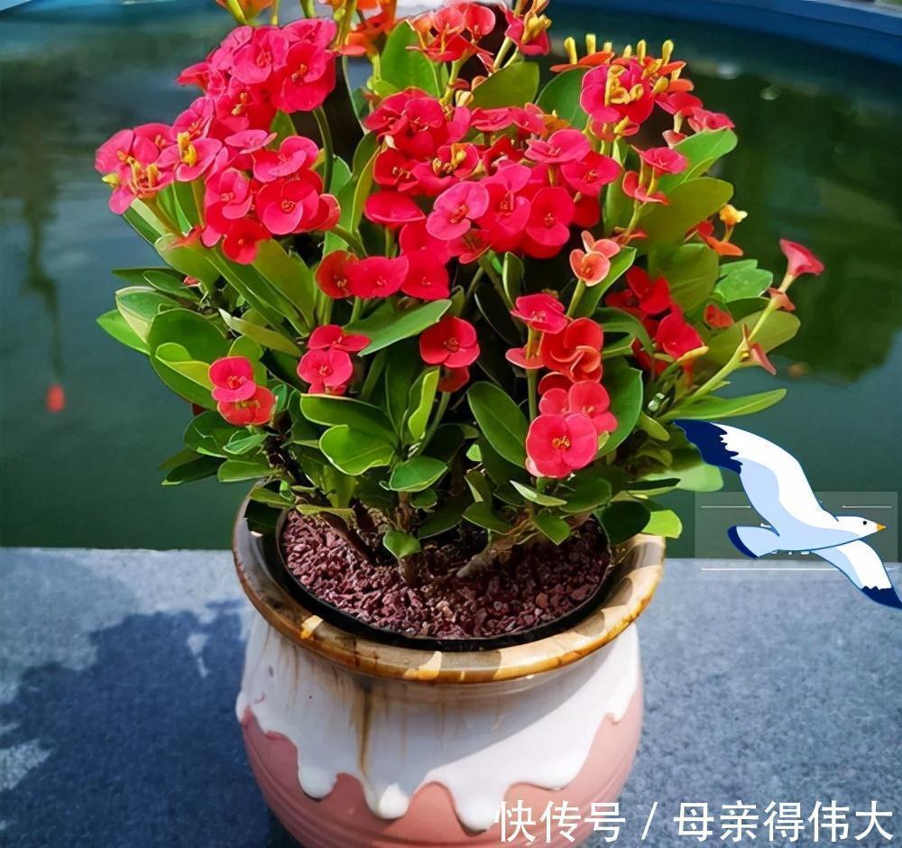 6种“懒人花”,看着很普通,养着很“实惠”,养得越久越觉得好