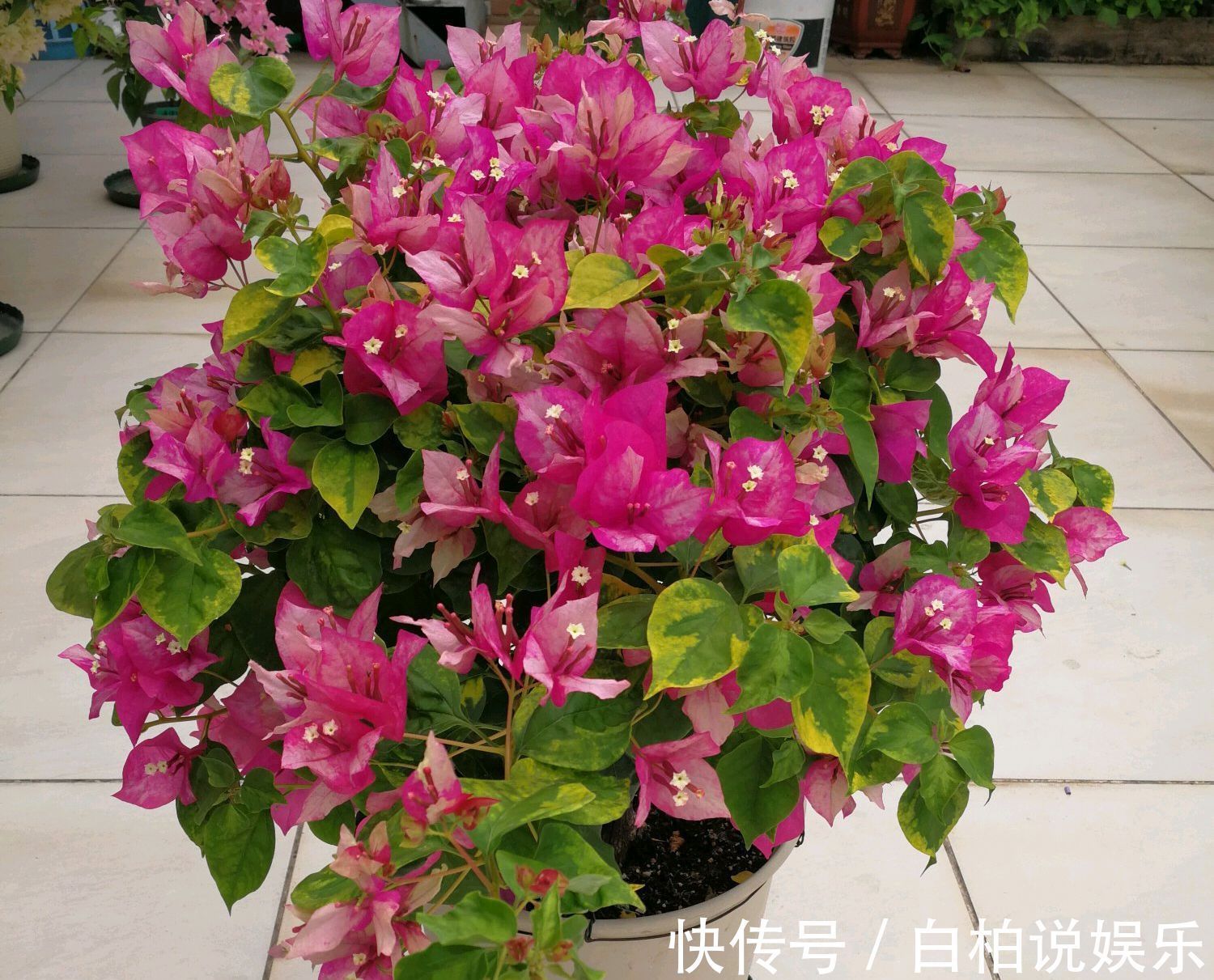 爆盆|三角梅光见花苞迟迟不来花怎么办狠狠剪一剪,开花爆盆惹人爱