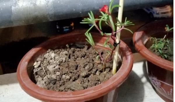 初春养花,把控住这3方面,可免植物被冻坏、被害虫蛰伤