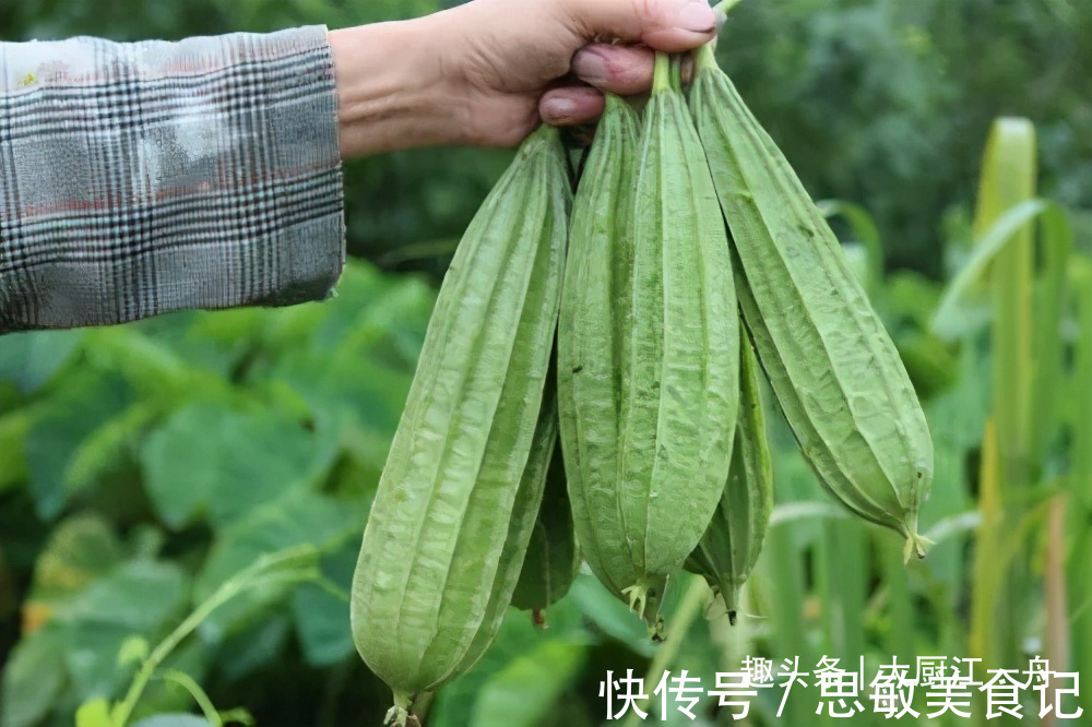 买丝瓜,要分清“有棱”和“无棱”,口感差别大,弄懂再买不吃亏