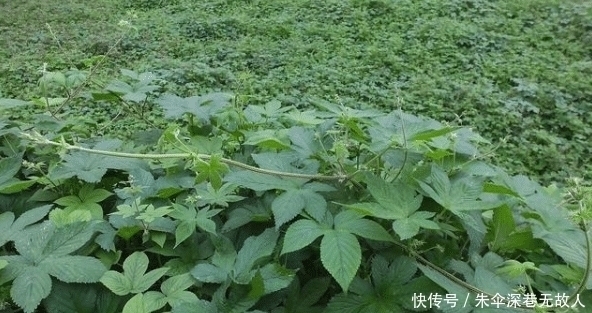 农村一种野草俗称“拉拉秧”，人见人烦，殊不知它的药用价值很高
