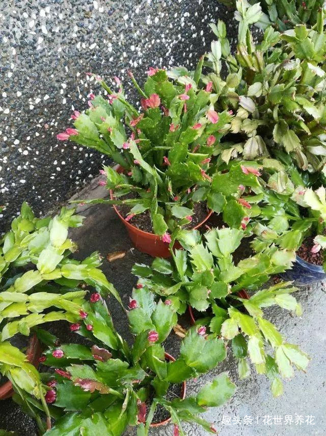 蟹爪兰叶子又软又薄老爸用4招,软叶立起来,咔咔就爆盆