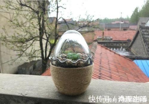 有哪些多肉植物适合闷养?闷养对多肉植物有什么好处?