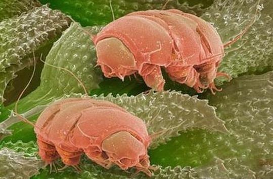 致命弱点 同样裸露在太空，人类仅存活15秒，水熊虫淡定产崽，为何这么强