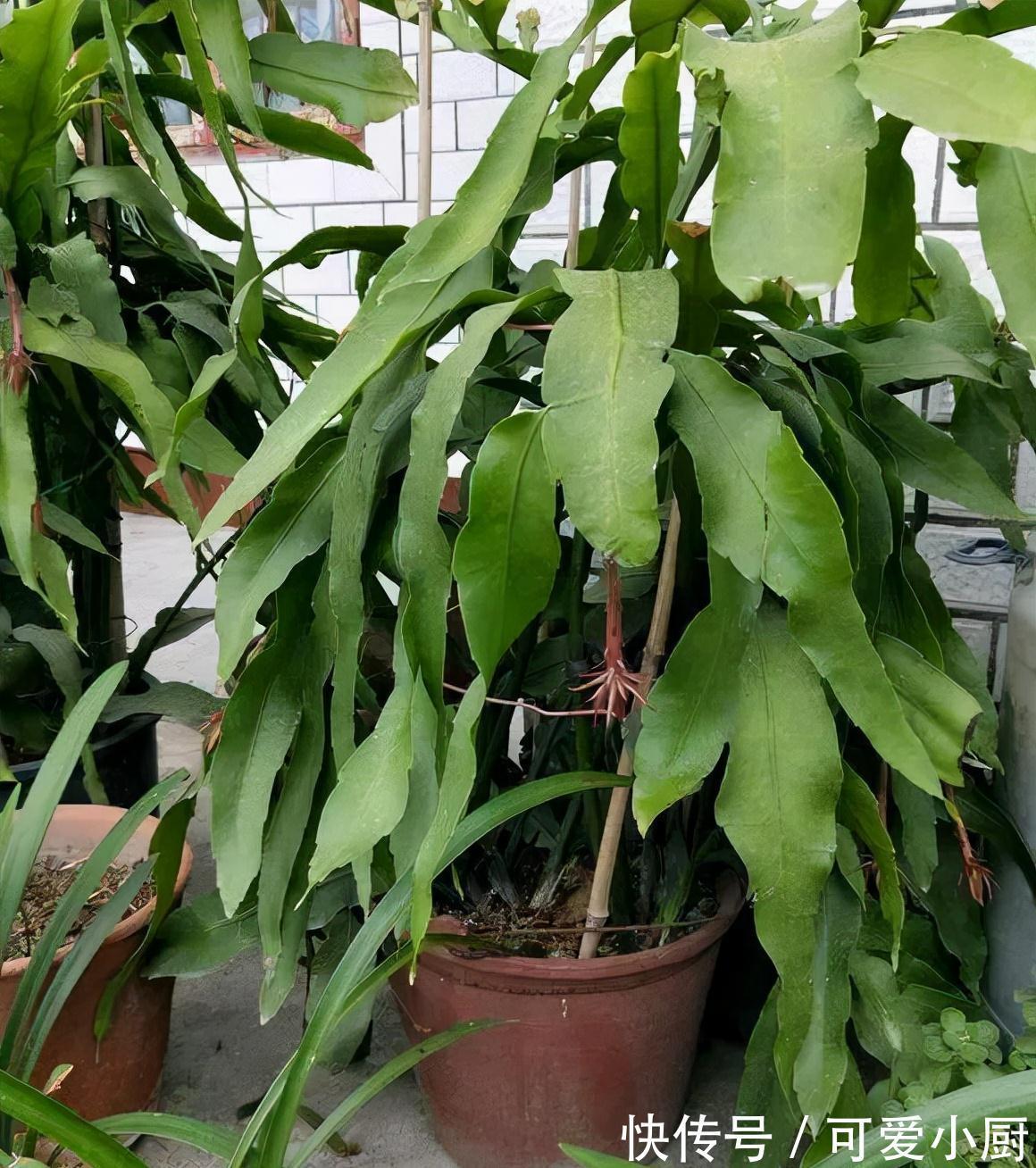 两米高|2种花,20个大花苞一起开,一个白天开,一个夜晚开美死了