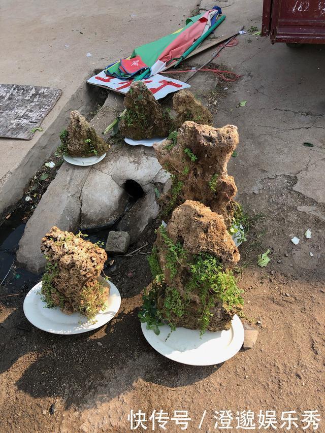 100块买个吸水石,15元买棵吊兰栽上面,养2年拿到市场能卖4000