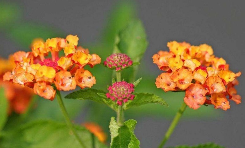 此花花姿妖娆,绚丽多彩的花色呈现出神秘莫测之感,极其耀眼夺目