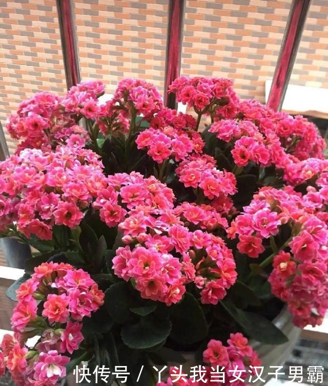 6种花净化空气效果好,放卧室特养人,睡得还香!