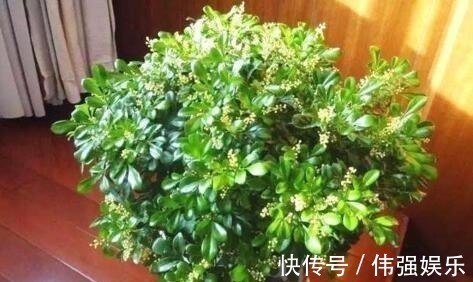 君子兰|浇花就用“1种水”,啥花都能用,比黄豆水、淘米水强100倍,养根