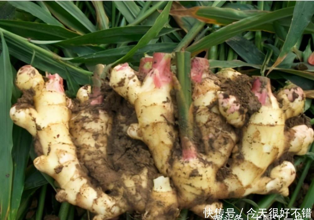 健康|才知道这种生姜不能买,菜贩子从来不吃,为了家人健康,不妨看看