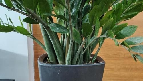 羊粪|养花盆土板结了?别急,加点“松土剂”,不用换盆,照样疏松肥沃