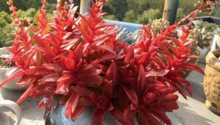 怎么将多肉火祭养得“红红火火”?注重这些技巧,不难