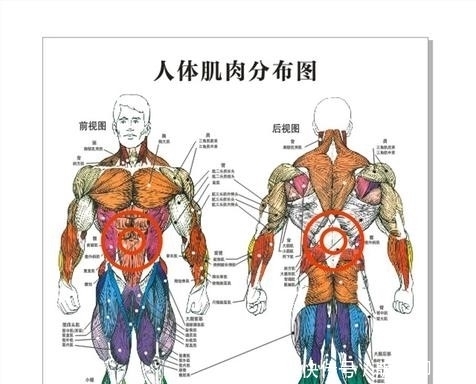 大肌群有哪些 大肌群有哪些