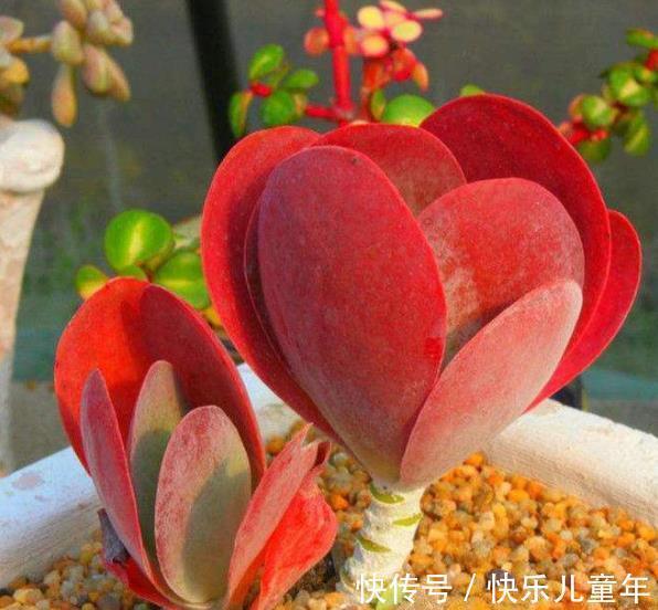喜欢多肉推荐你养这6种,冬天上色红彤彤,吉祥喜庆惹人爱