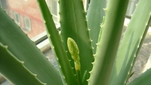 这7种花不浇水长的快，越浇水越养不活，看完还不赶紧停手吗？