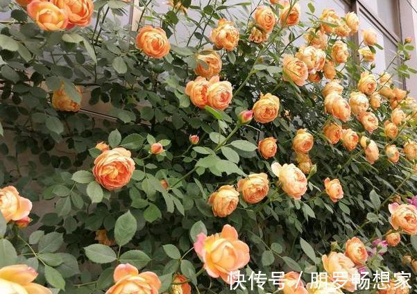 草木灰|养花缺少磷钾肥学会自制技巧,往花盆里放一点养啥植物都旺