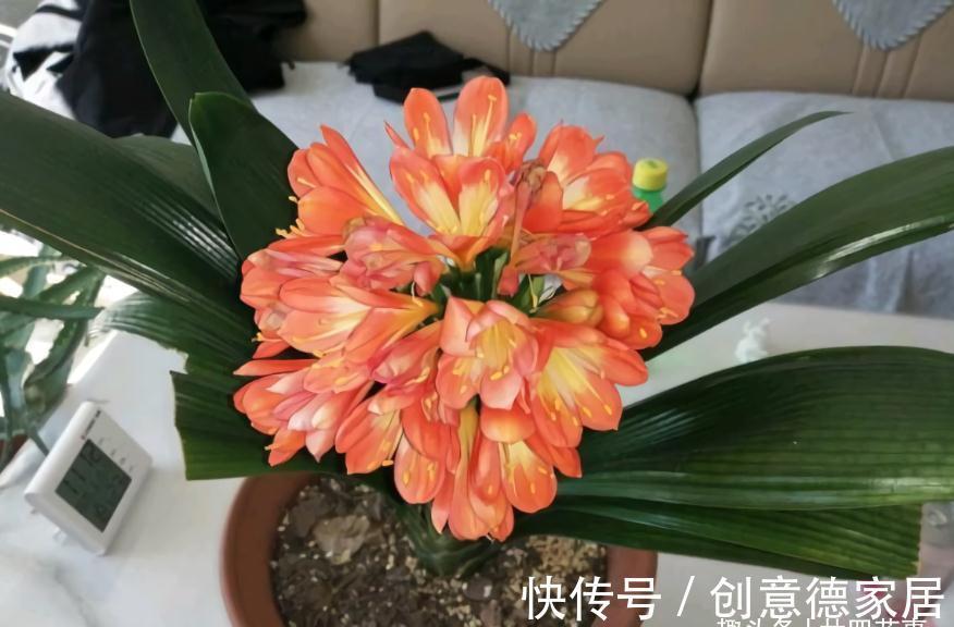 10月养君子兰，“6要素”要合理，适当冻一冻，整齐挺拔开花美