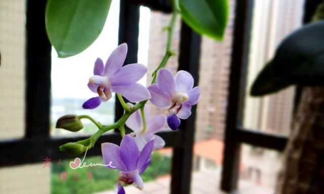 耐阴的吉祥兰,花开奇特,还有顶级的香味