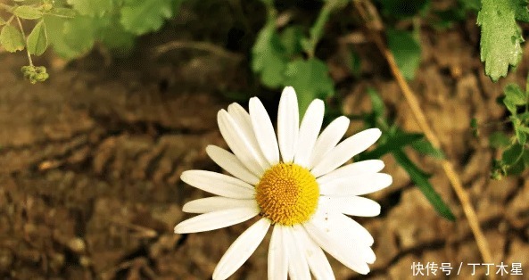  道理|《小王子》很纯真的一本书，看完能够明白很多道理