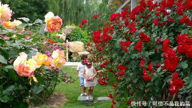 我心目中最值得栽种的10种藤本月季,每一种都很优秀,你喜欢吗