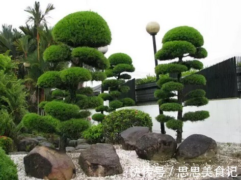 家里面|家门口种上3棵树,聚气养人旺三代,富贵人家都种了