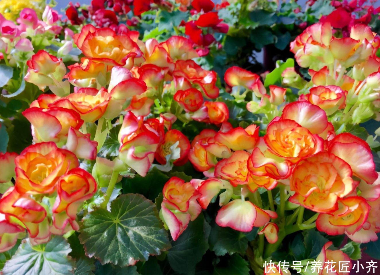 家中如果养着“夏必死”花卉，想要不出意外，必须这样做