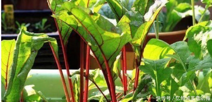 阳台上|“4种菜”养阳台,简单好养,随吃随摘,20天后蔬菜吃不完!