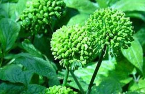 海带|身体好的人都会吃,常吃3物,促进排毒,润肤美容,延缓衰老