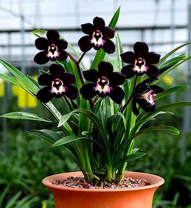 兰花|被抢购一空的兰花，绿杆紫花，花大奇香，叶片油亮，新手也能养